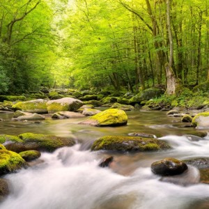 winter wallpaper with stylish tree and background with good design and stylish art