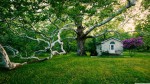 beautiful_old_big_tree_touse_spring-wallpaper-3840x2160