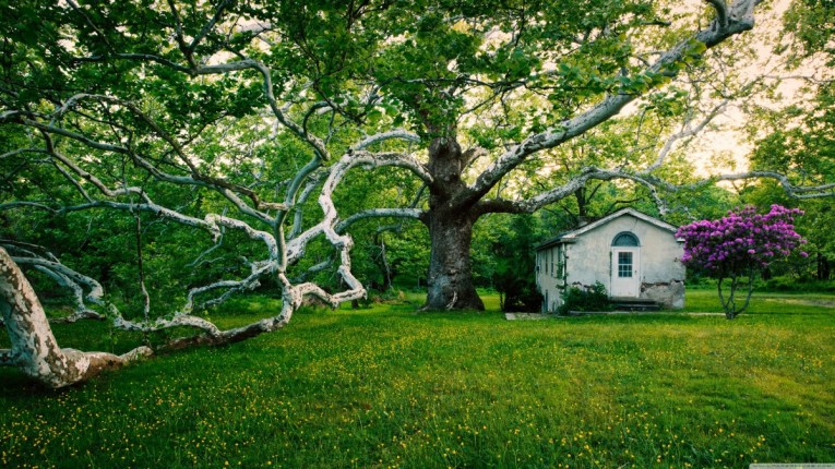beautiful_old_big_tree_touse_spring-wallpaper-3840x2160